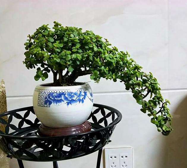 金枝玉叶盆栽造型图片_金枝玉叶的盆景 - 成语词句网