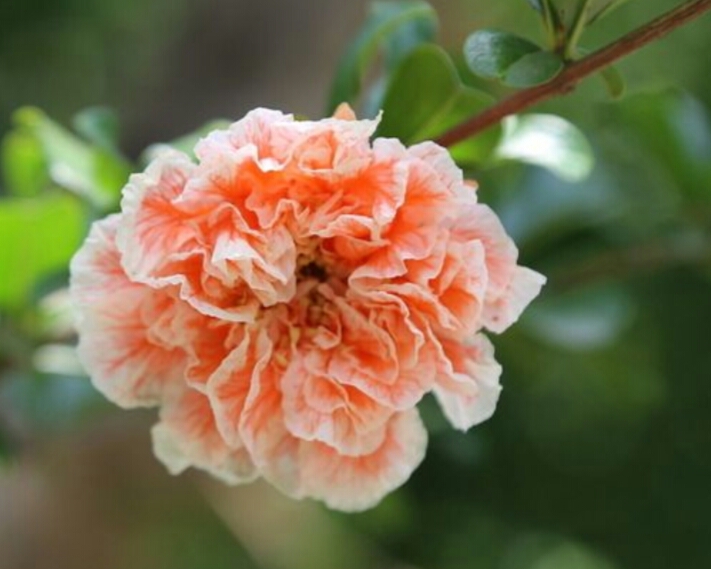 石榴花:榴花似火的石榴树,这样栽培花艳果甜
