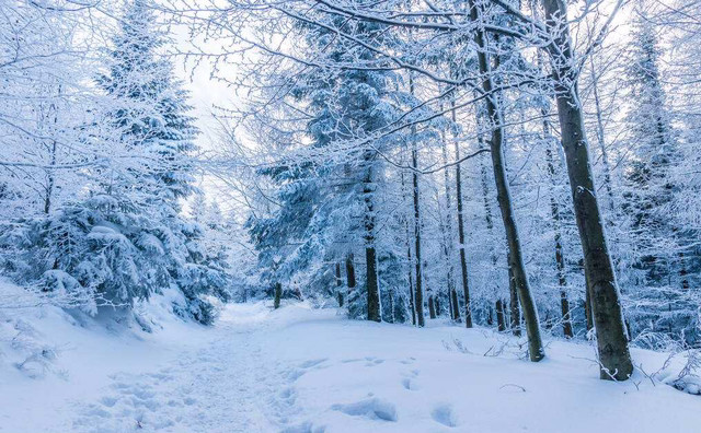 看到皑皑白雪想起的古诗大雪皑皑的诗句