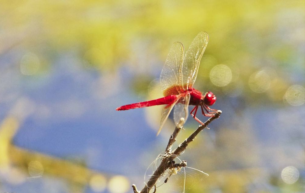 13首蜻蜓诗词:童年的记忆,纯真的时光,在春天起舞