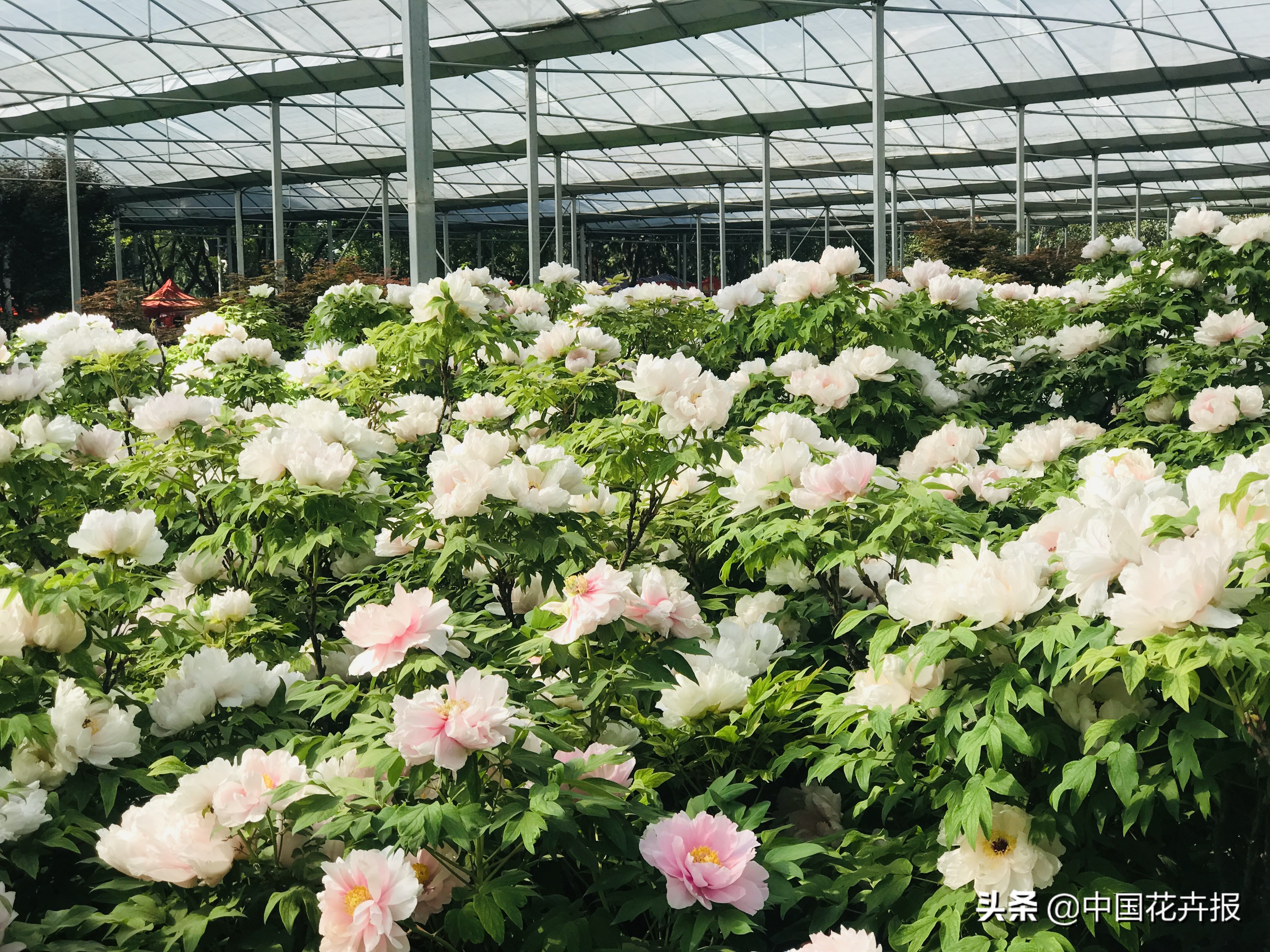 洛阳牡丹园哪个最好(2021年洛阳牡丹园哪个最好)