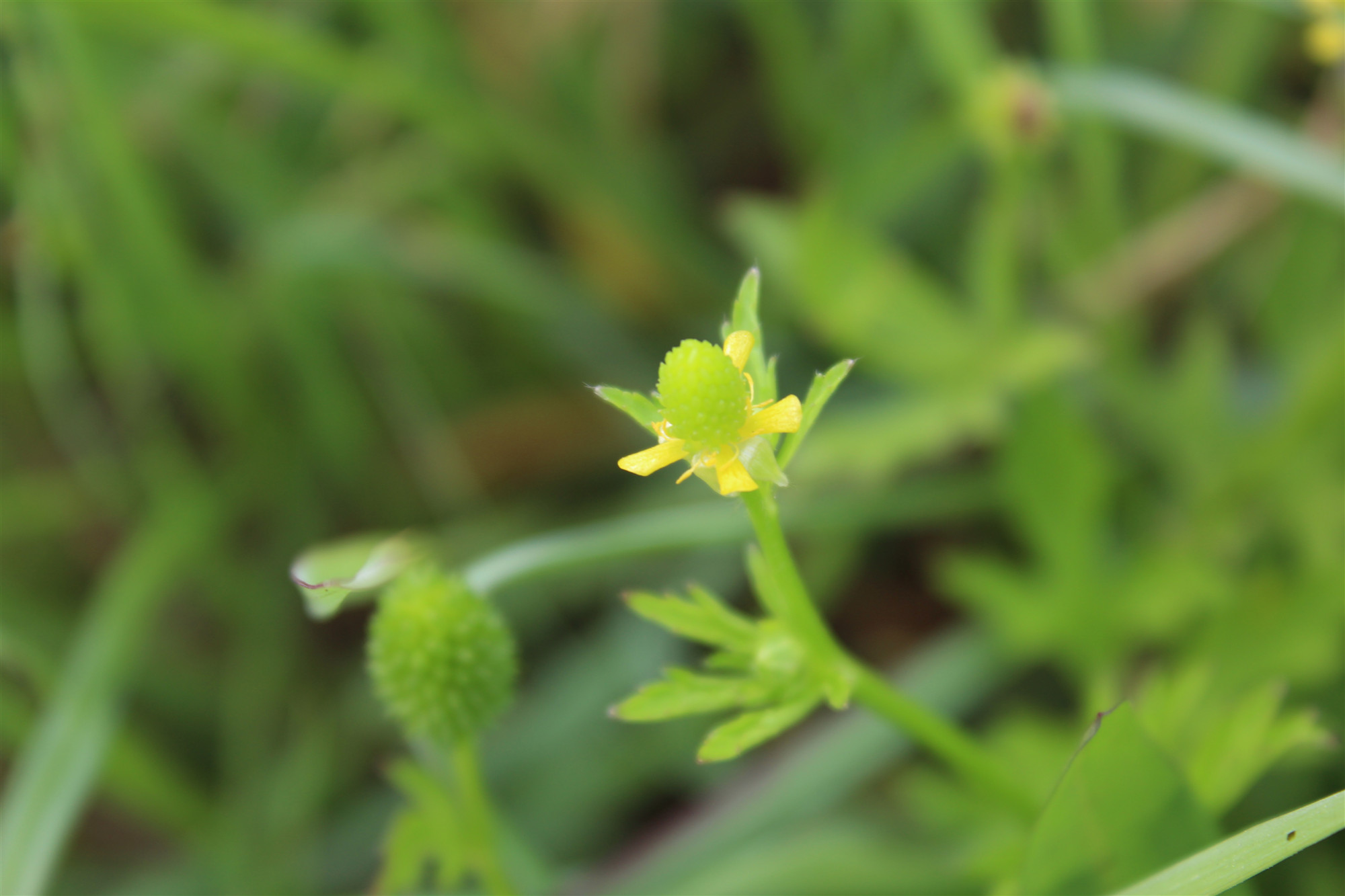 中药科普之---石龙芮