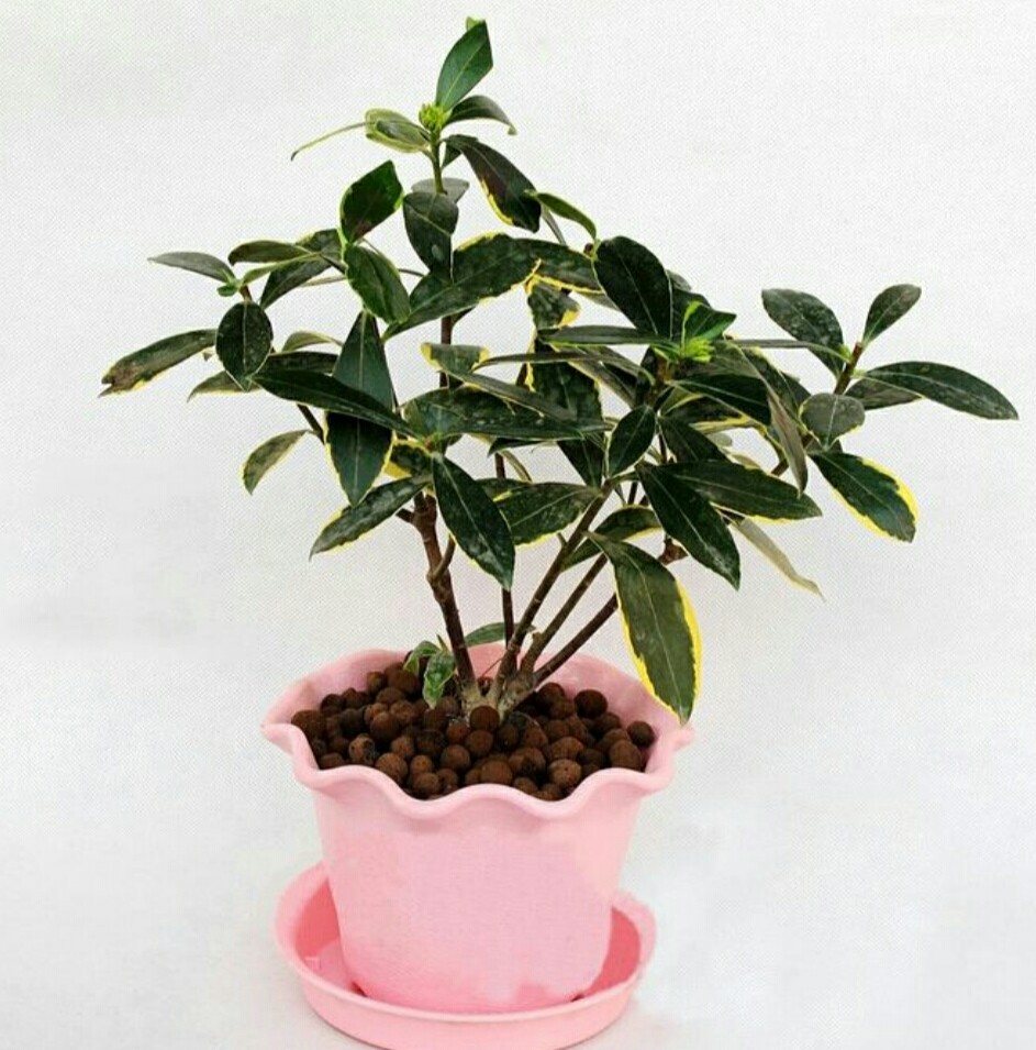 家中养盆瑞香花,漂亮,美观,美化家居环境