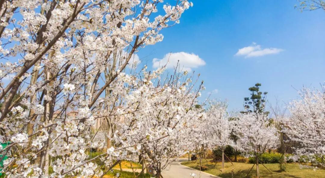 成都附近花海图片