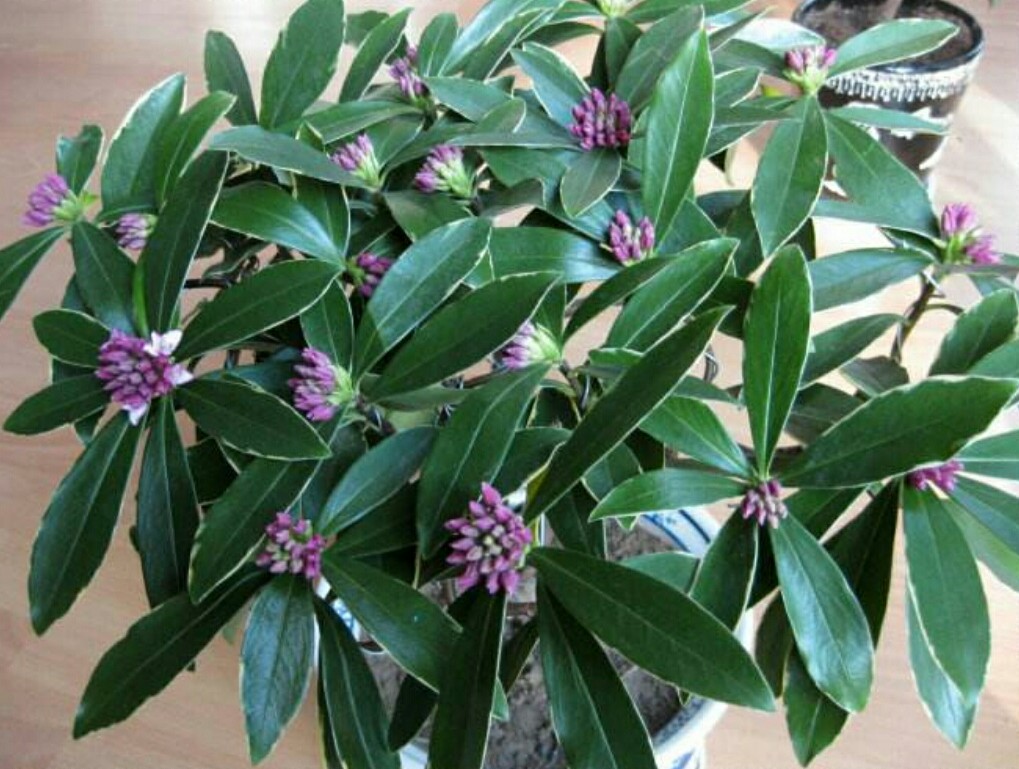 家中养盆瑞香花,漂亮,美观,美化家居环境