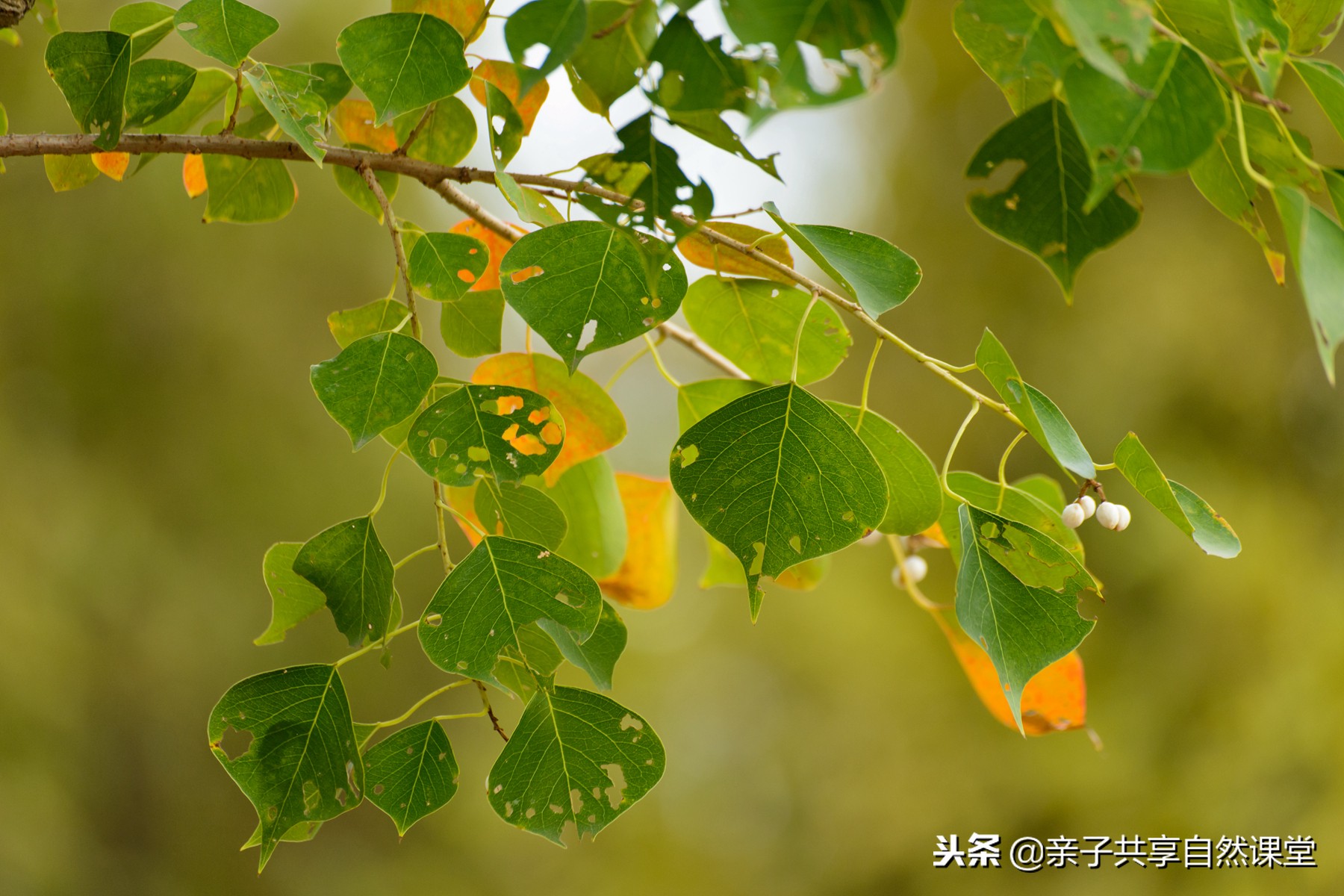 乌木树图片与叶子图片