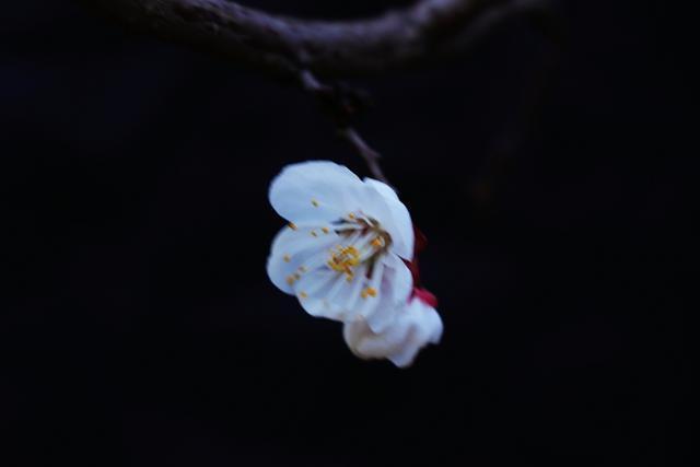 阳春三月，红杏枝头春意闹