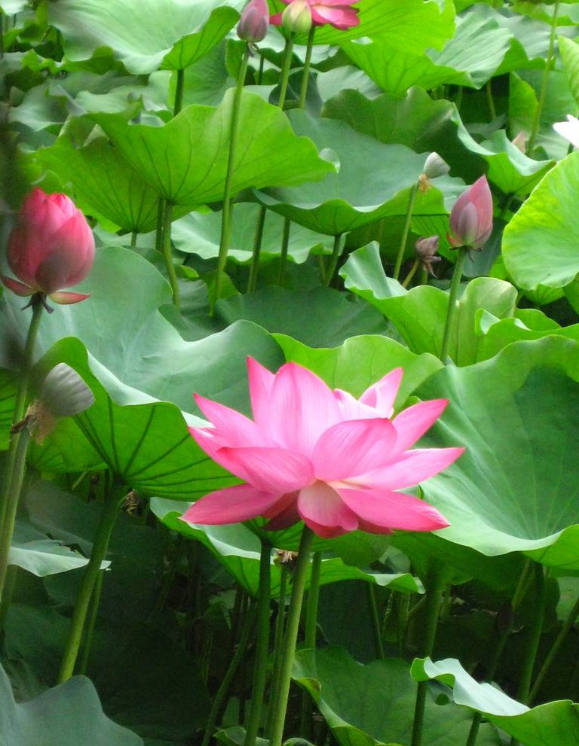 一花一世界，一叶一菩提：中国十大名花的“花语与花诗”