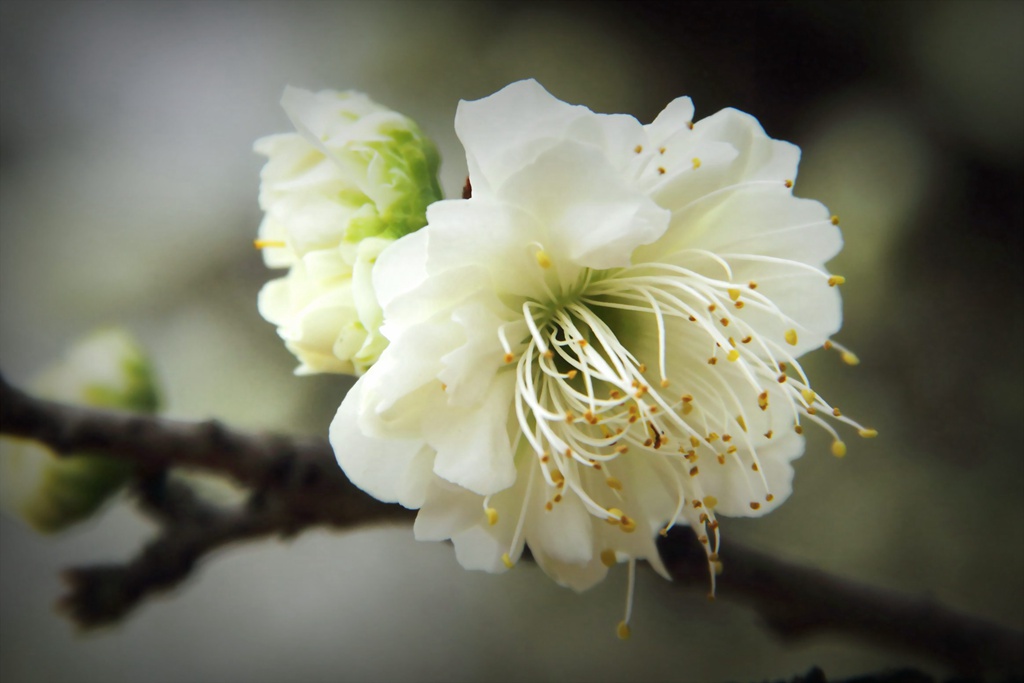 白梅花别名绿萼梅_绿梅花 绿萼梅