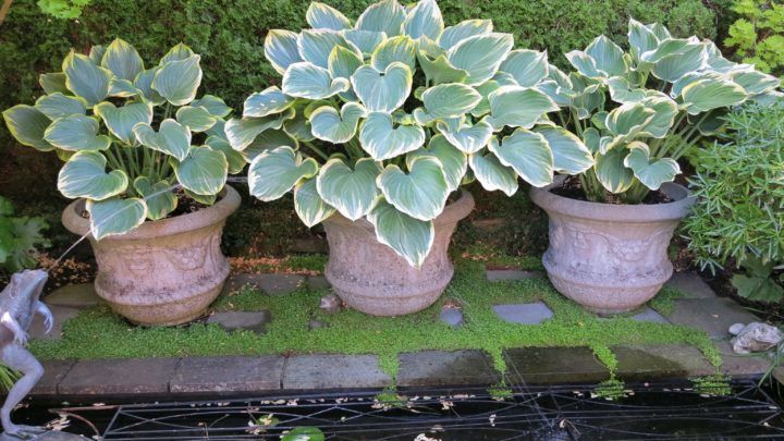 玉簪的生长环境玉簪花怎么养爆盆