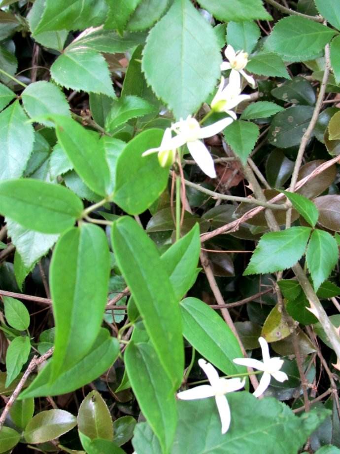 独活和威灵仙的共同点都是祛风湿散寒威灵仙配伍什么药能治类风湿