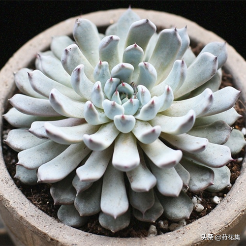 景天科拟石莲属多肉植物石莲花多肉植物的特点