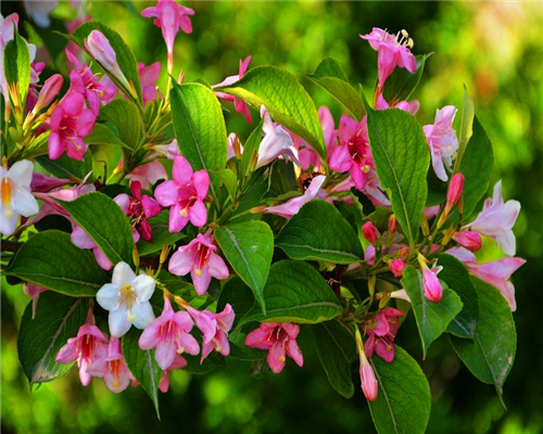 教你3个养护锦带花的妙招,繁花似锦美不胜收