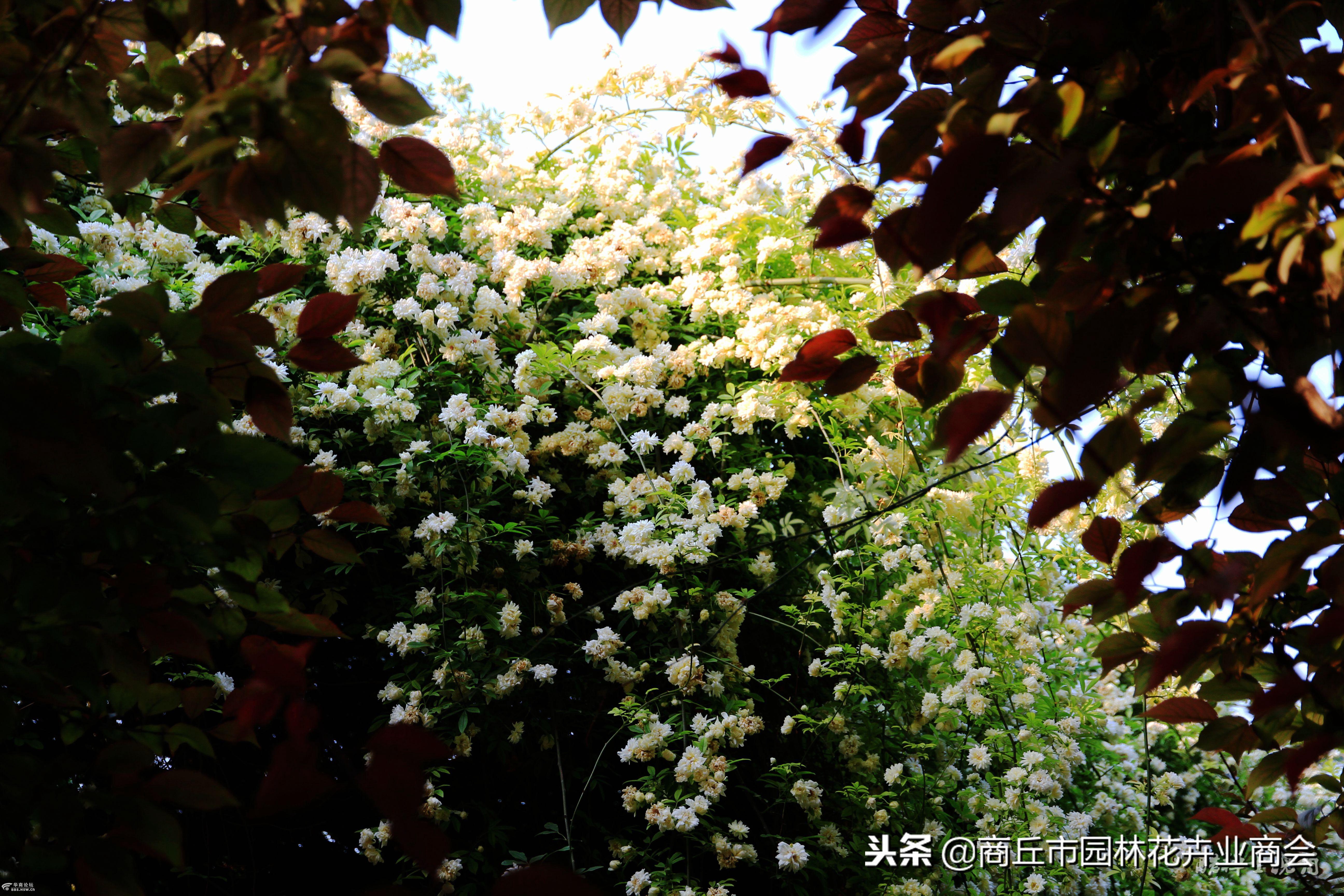 想要庭院有花香有花海，就种木香花，堪称世界上最香的花
