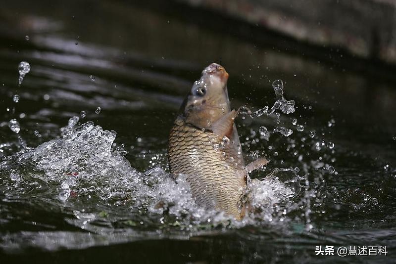 中国四大名鱼-松江鲈、黄河鲤、兴凯湖鲌、松花江鳜，你认识吗？