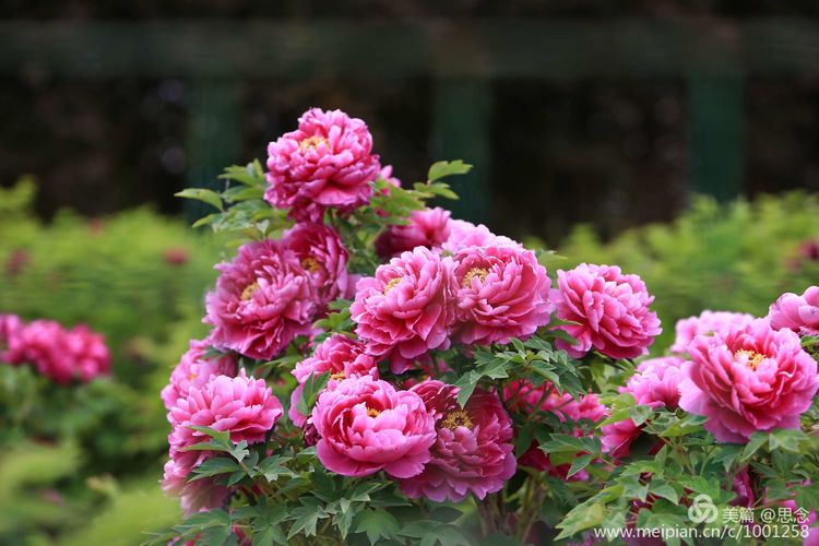 牡丹花洛阳红图片欣赏_洛阳牡丹花图片 风景图片 - 励志人生