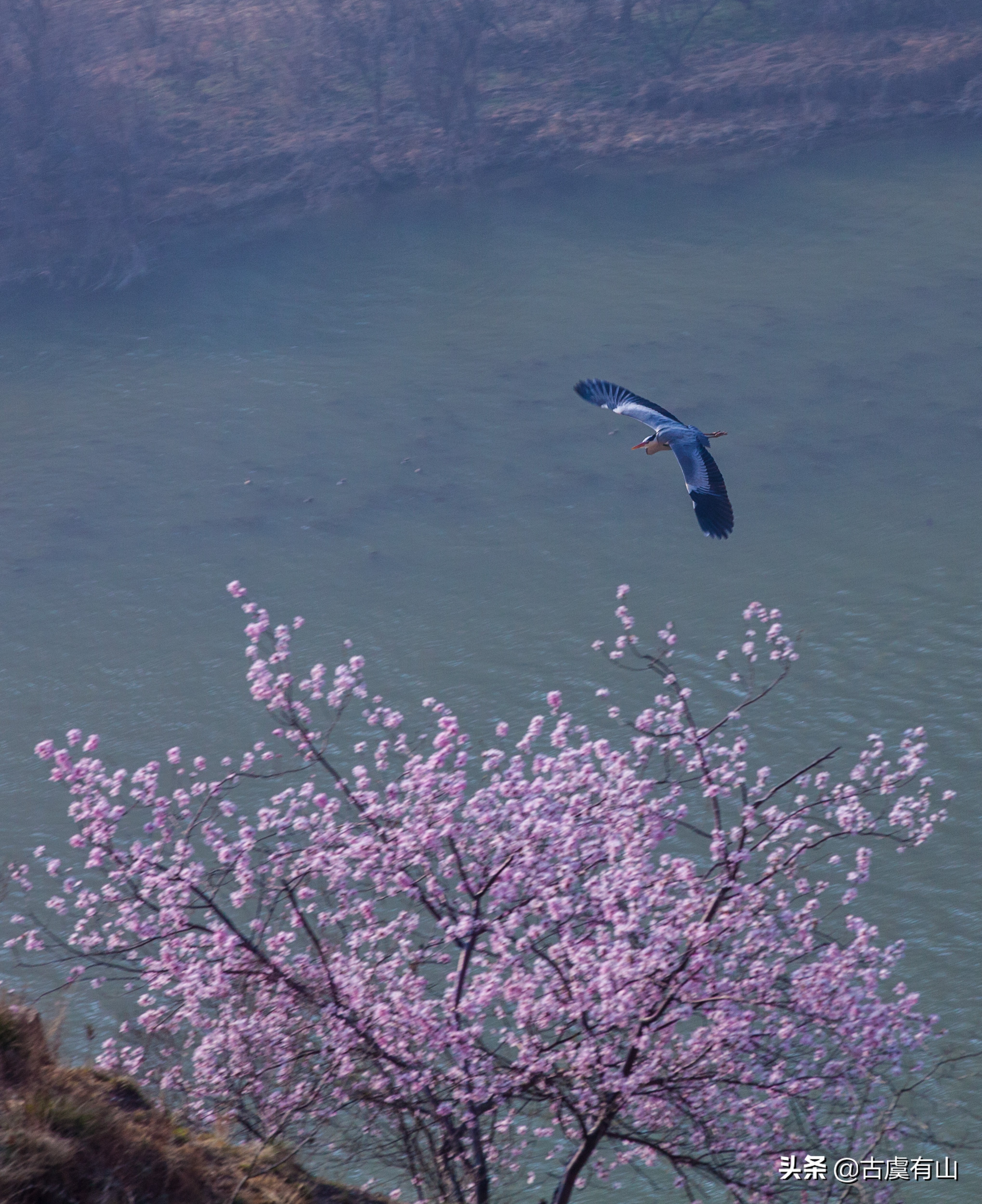 “西塞山前白鹭飞，桃花流水鳜鱼肥 ”的诗意再现平陆县好汉坡
