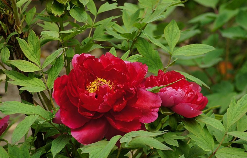 牡丹之王指的是什么花_最名贵的牡丹花是什么品种 - 齐齐哈尔诗词网