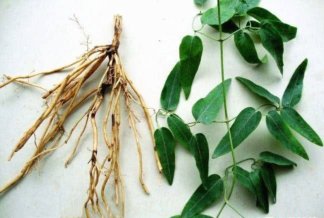 独活和威灵仙的共同点都是祛风湿散寒威灵仙配伍什么药能治类风湿