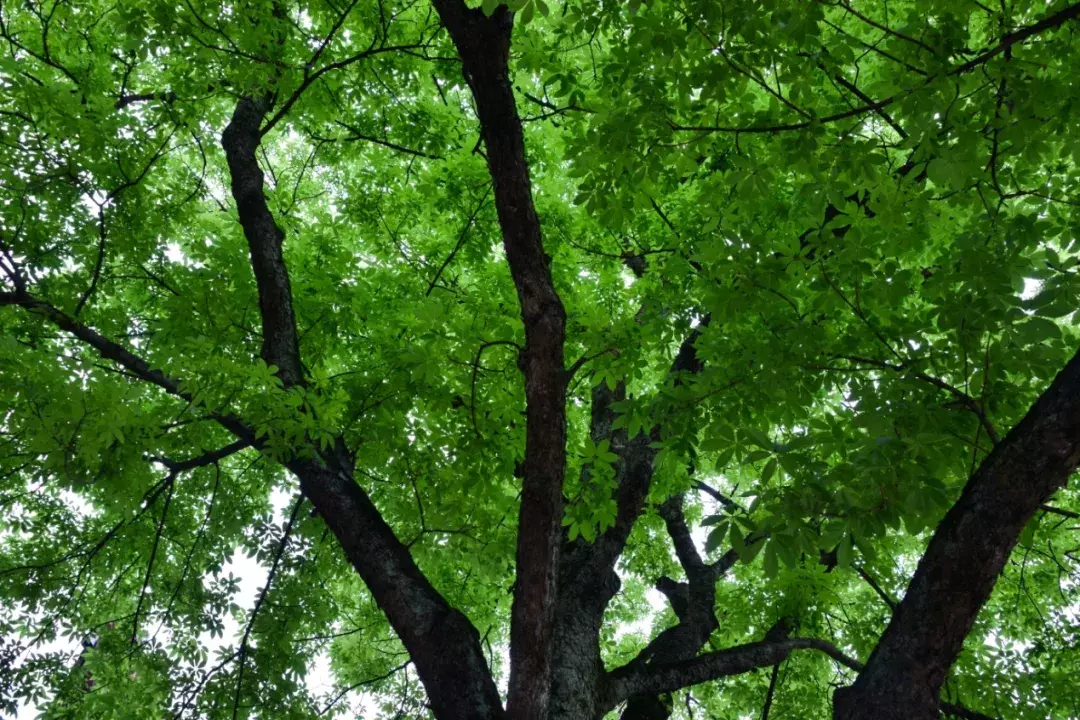 二十四节气︱今日立夏 绿树阴浓夏日长