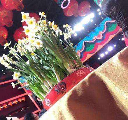 春晚观众席的水仙花寓意春晚为什么放水仙花