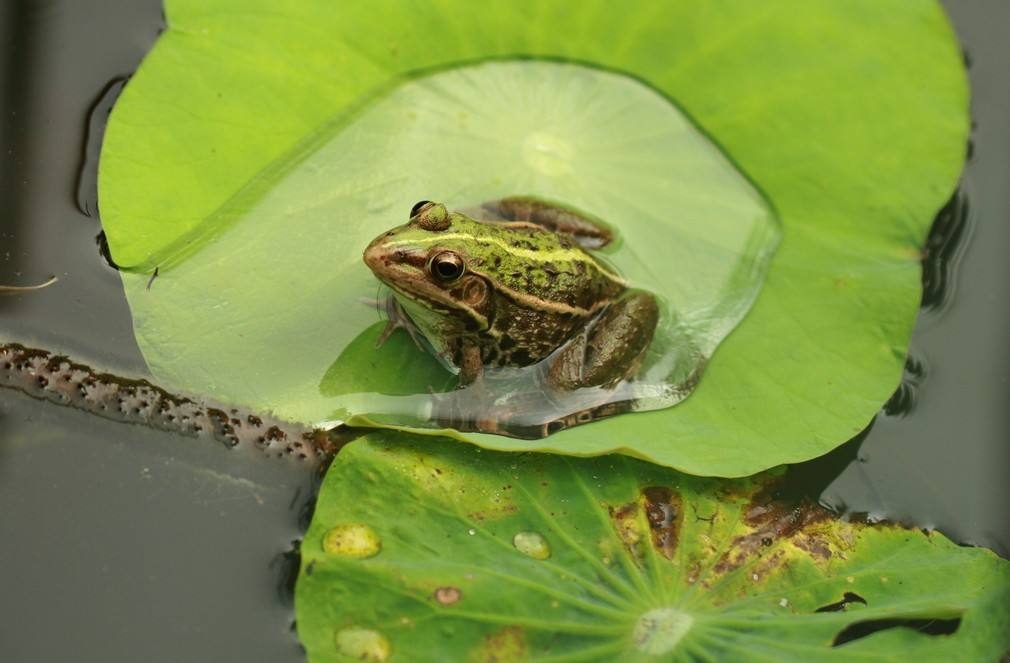 永嘉四灵之一诗人，“黄梅时节家家雨，青草池塘处处蛙”脍炙人口