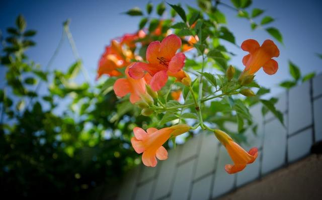 适合庭院栽培的“凌霄花”，开花多攀爬能力强，一年就能开成墙