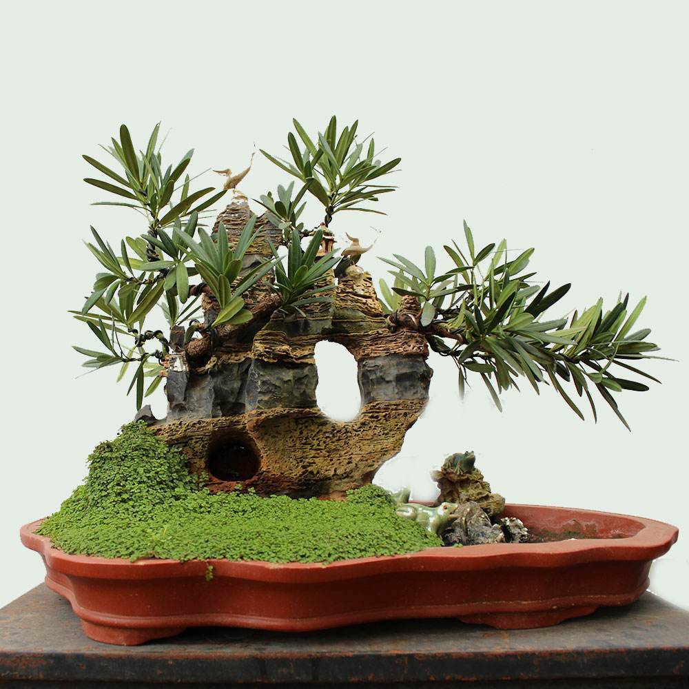 罗汉松盆景长不好不要着急,找出原因才是重点