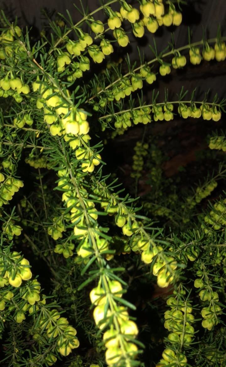 天门冬和大家熟悉的植物文竹是近亲,在外观上有许多相似之处.天门