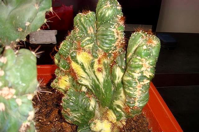 仙人掌刚长出来的时候是绿色的仙人掌类青石山图片