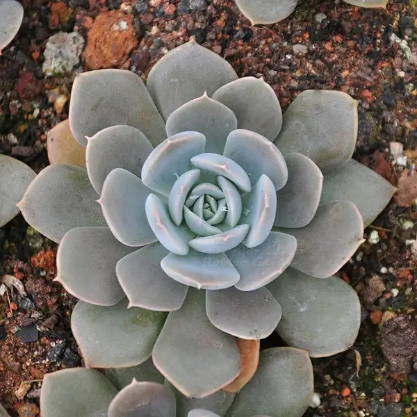 多肉达人总结的鲁氏石莲花养护攻略,让它疯长爆盆,叶色美爆