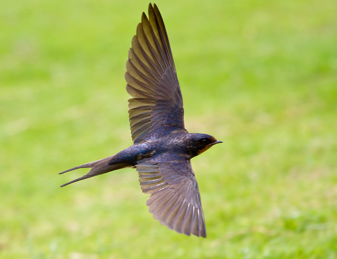 燕子来时,陌上花开