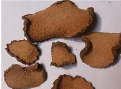 孩子误食天竺黄,会中毒吗?药师带您盘点那些似是而非的中药