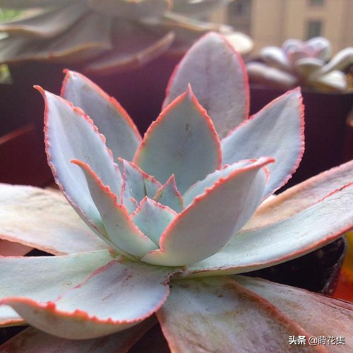 景天科拟石莲属多肉植物_石莲花多肉植物的特点 - 成语词句网