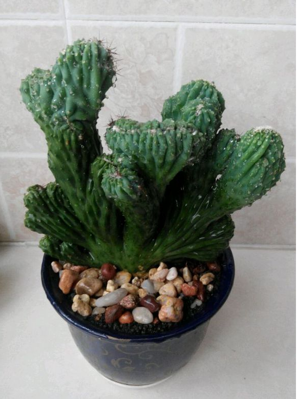 什么植物盆景最好养仙人掌盆景