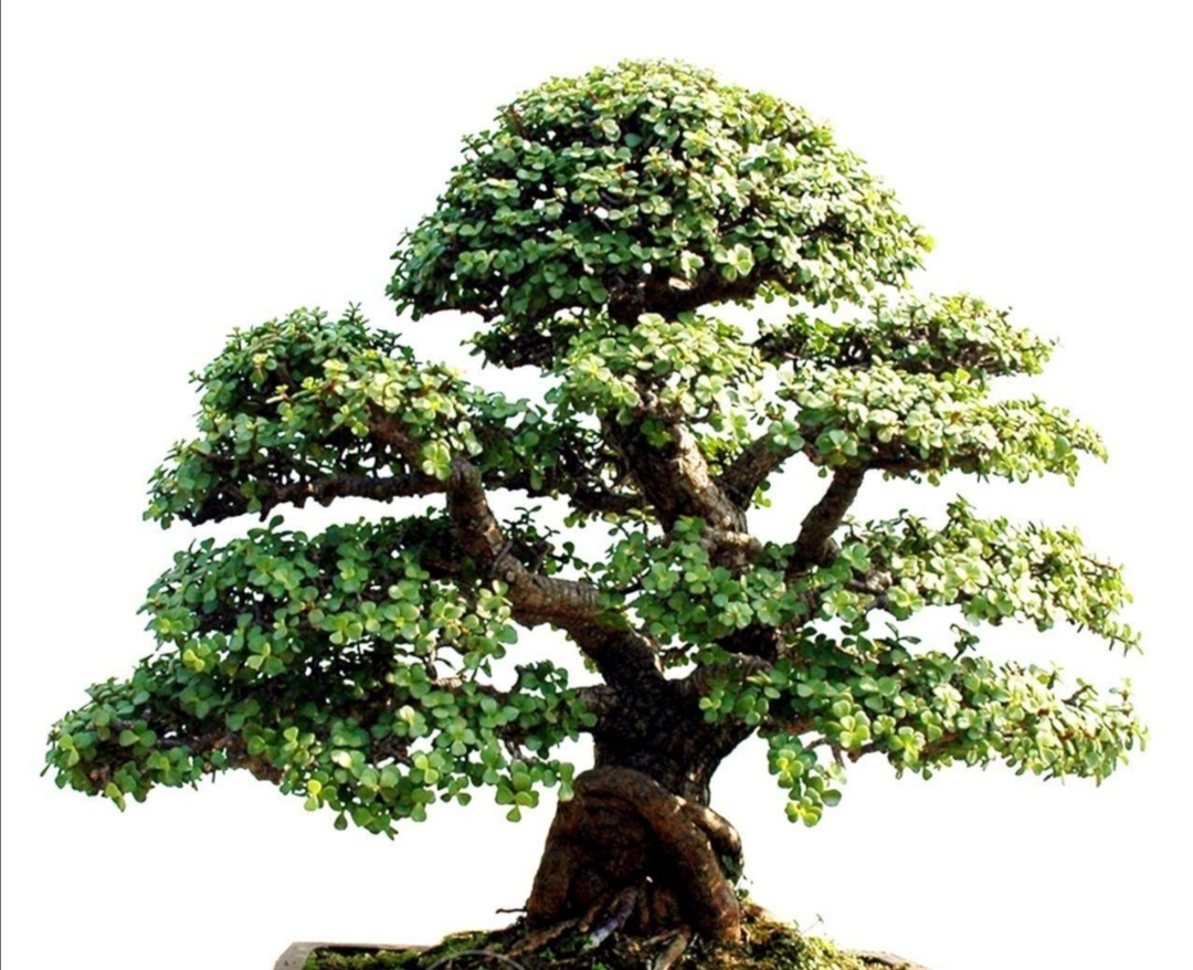 把金枝玉叶养成盆景,记住5个养护技巧,长得粗壮快速成型