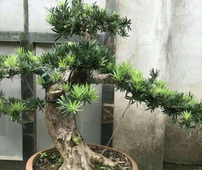 罗汉松的盆景制作方法_罗汉松盆栽的养殖方法和注意事项 - 云林新闻