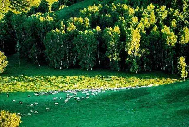 有一种旅行,叫夏天去丰宁坝上草原