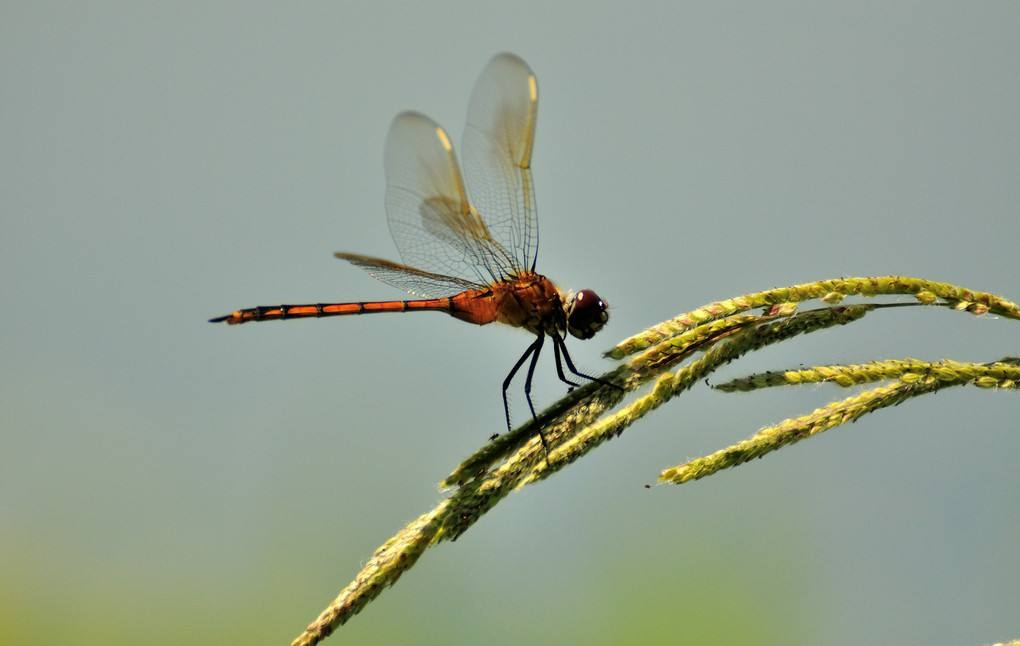 13首蜻蜓诗词:童年的记忆,纯真的时光,在春天起舞