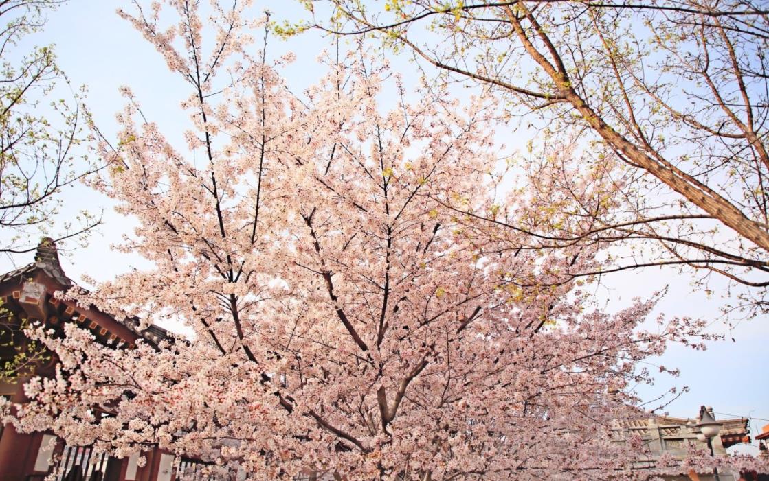 西安青龙寺，看樱花的好地方