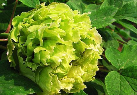 洛阳牡丹十大品种——好美