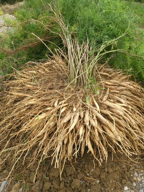 天冬的药效_天冬的药用