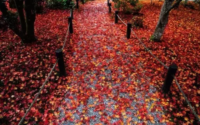 秋风、秋雨、秋月夜，十首唐诗十种秋景