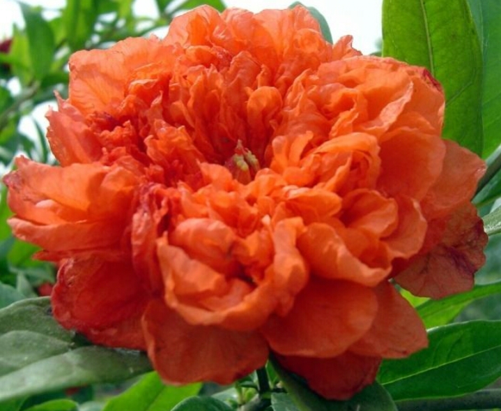 我喜欢满树的石榴花像星星一样盛开的石榴花_石榴树的花朵像什么