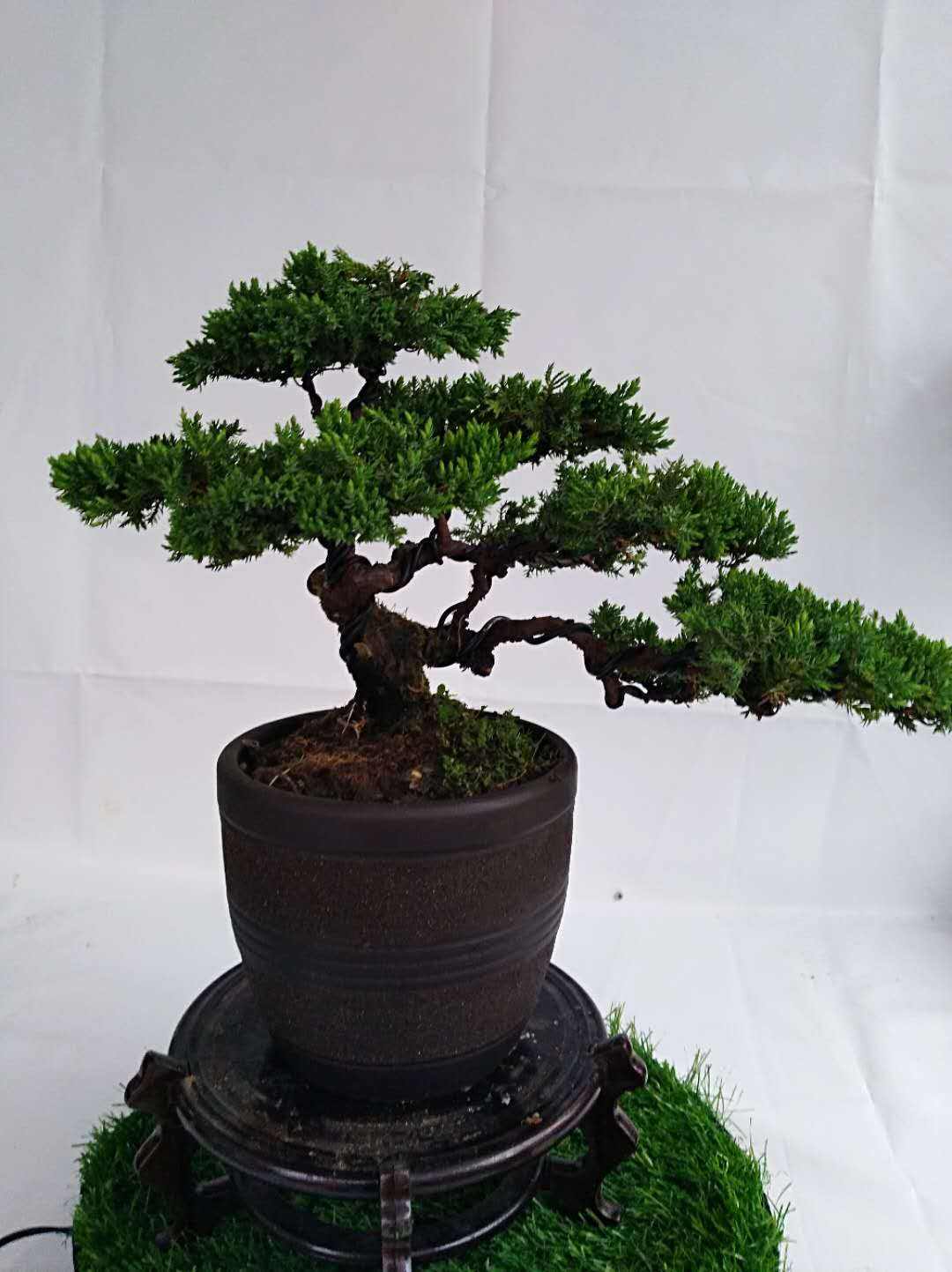 罗汉松盆景长不好不要着急,找出原因才是重点