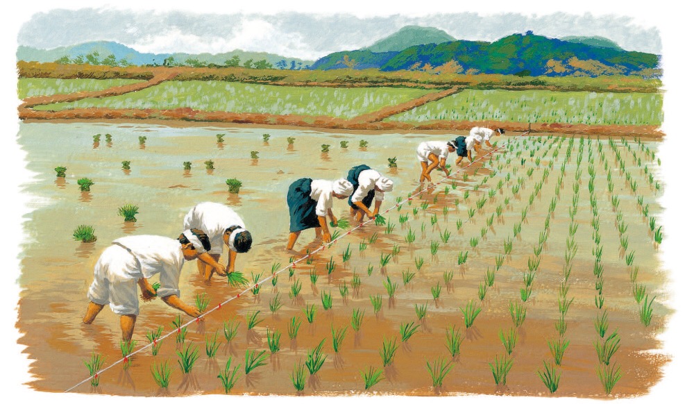水稻生长过程漫画图片