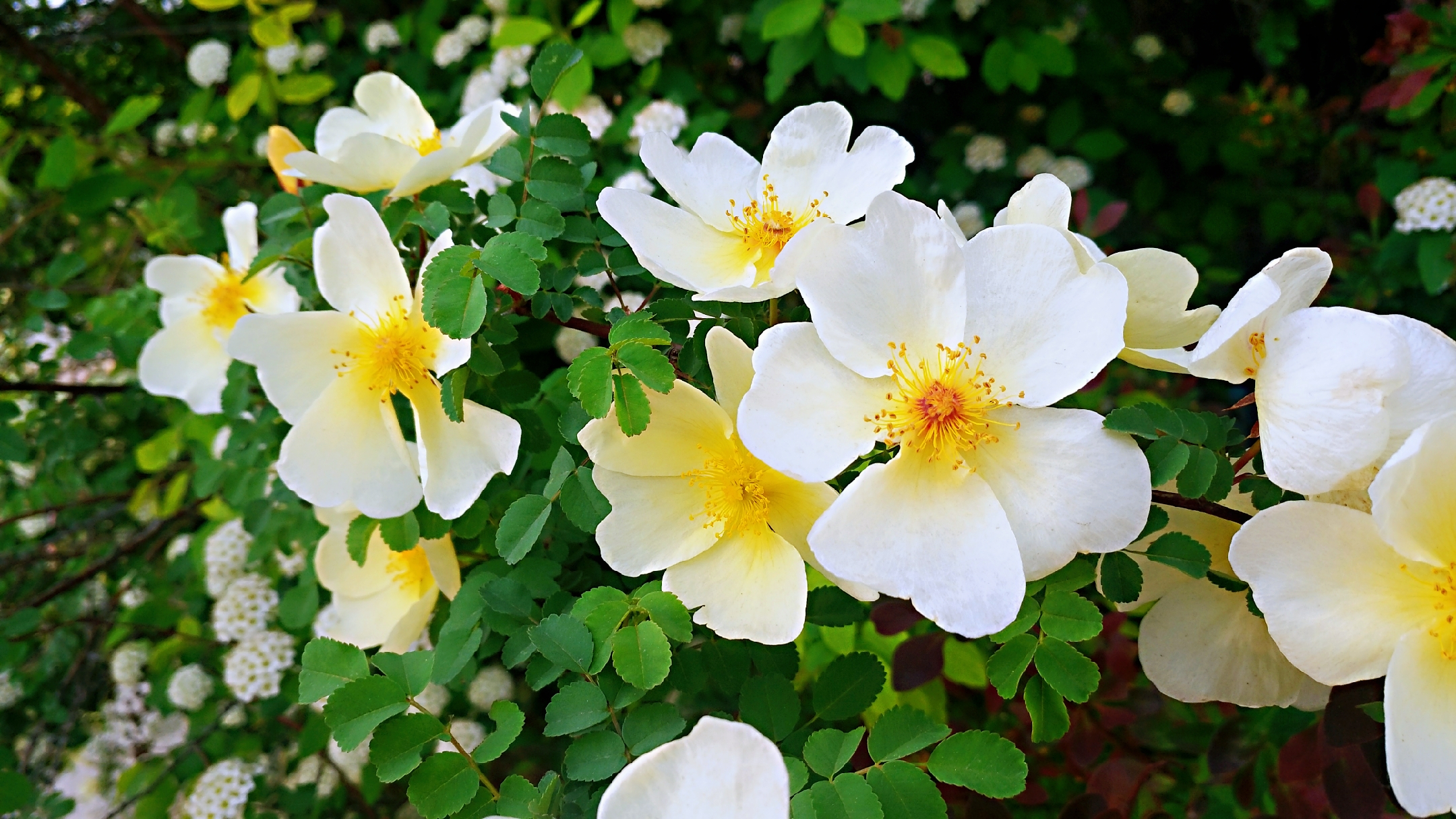 野玫瑰也有春天