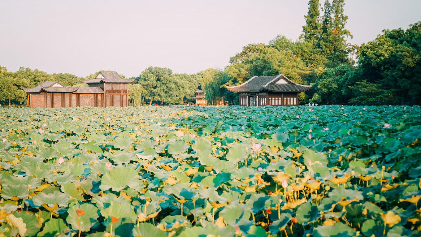 西湖十景曲院风荷介绍_描写西湖曲院风荷的作文
