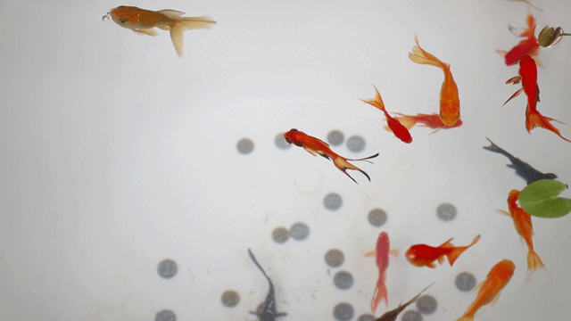 640_360gif 动态图 动图