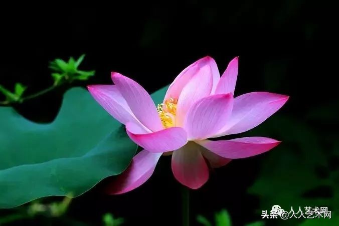 唐代诗人描写荷花的诗_带花的唐诗有哪些
